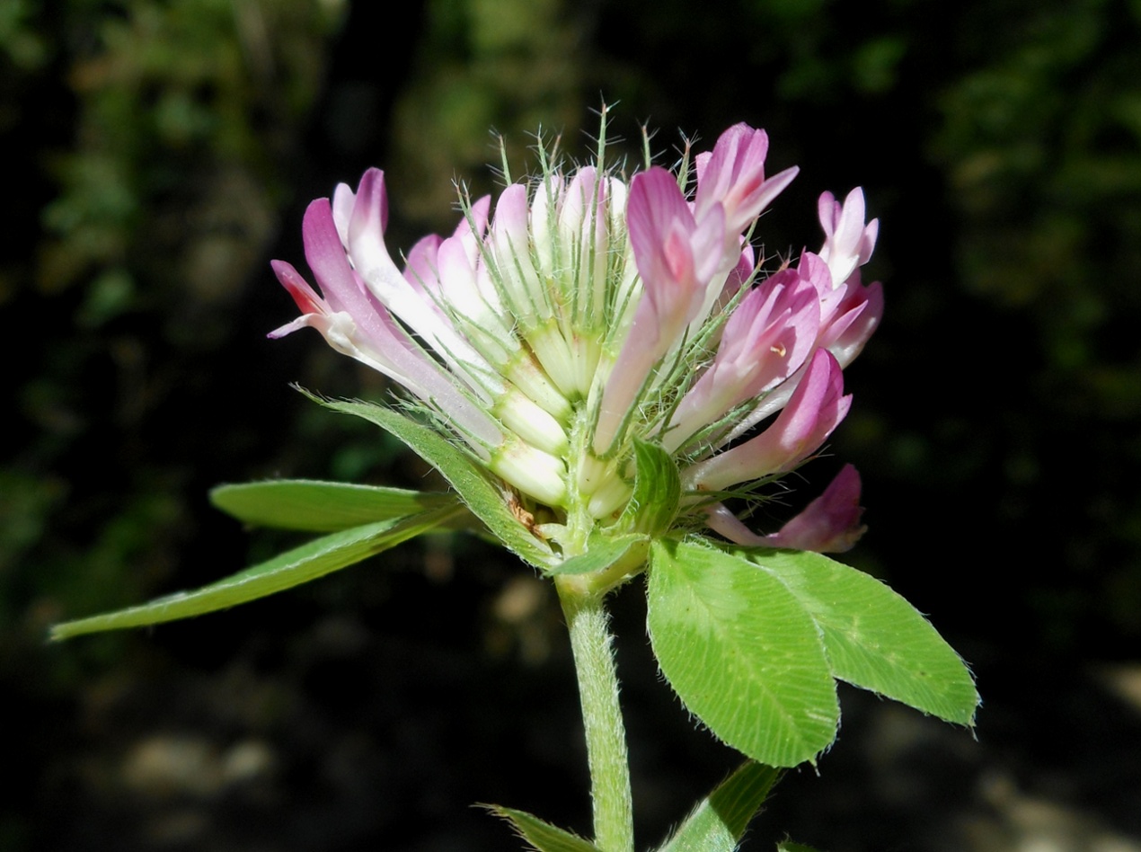 Trifolium medium L. / Trifoglio medio